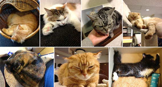 Calico Cat Cafe