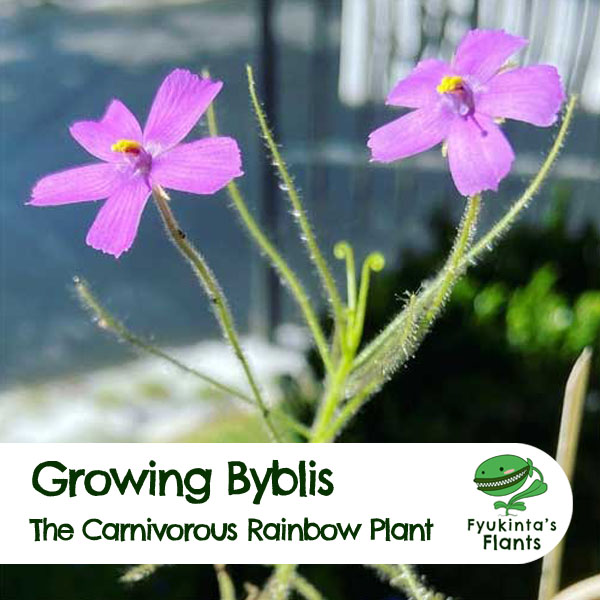 How to grow byblis