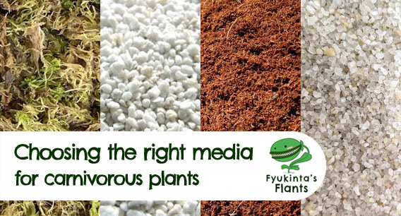 Choosing the right soil or planting media for carnivorous plants