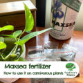 How to use Maxsea fertilizer for carnivorous plants