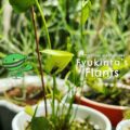 Carnivorous Plant guides by Fyukinta's Flants