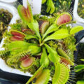 Venus flytrap guide (part 1)