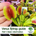 Venus flytrap guide (part 1)