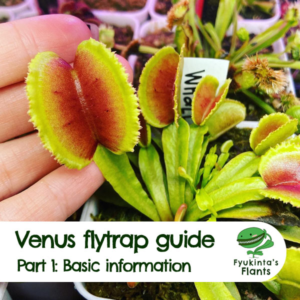 http://keybiecafe.com/s/wp-content/uploads/2021/02/1a-Venus-flytrap-care-feature.jpg