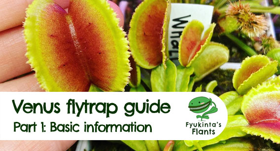 Venus flytrap guide (part 1)