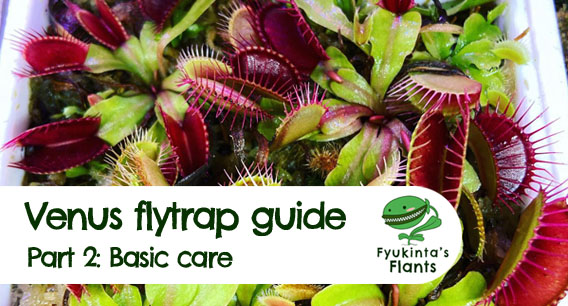 Venus flytrap guide (part 2)