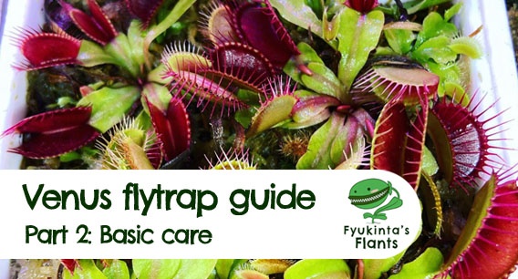 Venus Flytrap Care Tips and Resources - TulsaKids Magazine