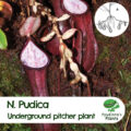 Nepenthes Pudica (N. Pudica), the newly discovered underground pitcher