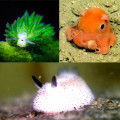 The Cutest Creatures Under the Sea!