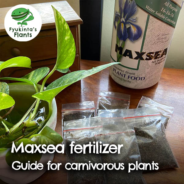 How to use Maxsea fertilizer for carnivorous plants