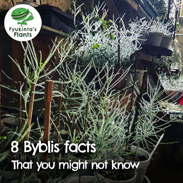 8 facts about byblis, the carnivorous plant
