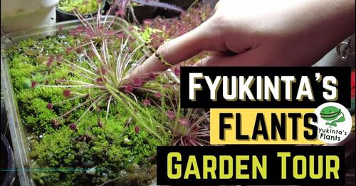 Fyukinta's Flants garden tour