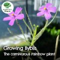 How to grow byblis in the Philippines