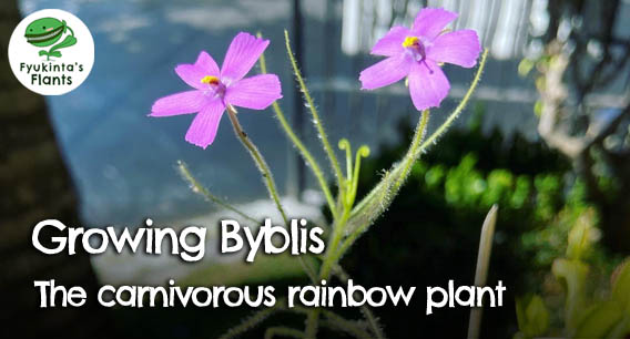 How to grow byblis