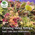 Growing Venus flytraps: basic care and information