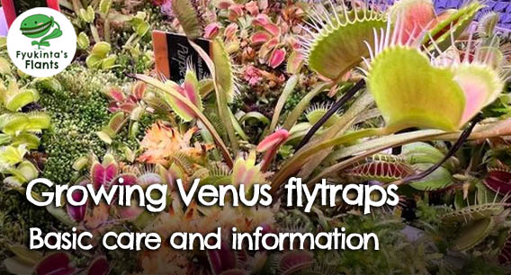 Growing Venus flytraps: basic care and information