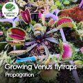 Growing Venus flytraps: how to propagate