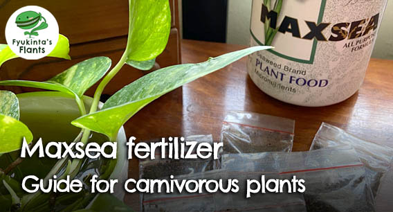 How to use Maxsea fertilizer for carnivorous plants