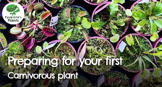 Preparing for your first carnivorous plant