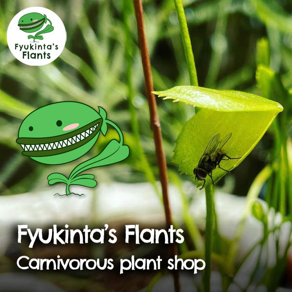 Fyukinta's Flants online carnivorous plant shop
