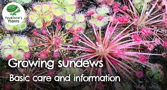 Growing sundews: basic care and information