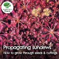 Propagating sundews: how to propagate sundews through seeds and cuttings